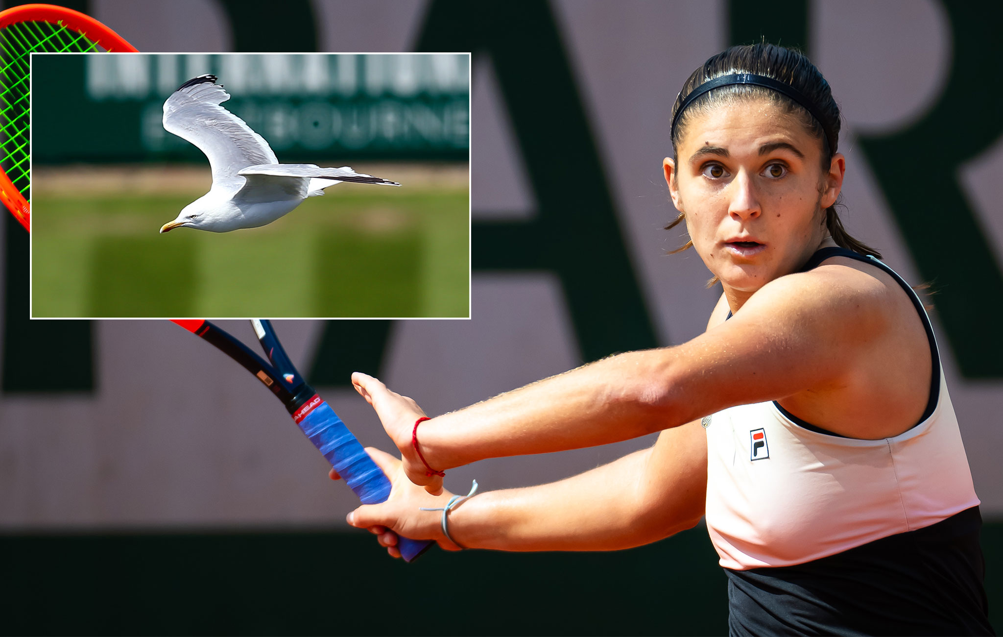 Drski galeb posetio hotelsku sobu WTA igrača uoči turnira u Istbornu