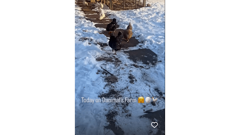 Collins je koristila društvene medije kako bi ažurirala fanove na svojoj rastućoj farmi (IG / @danimalcollins).